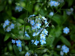 Forget-me-nots